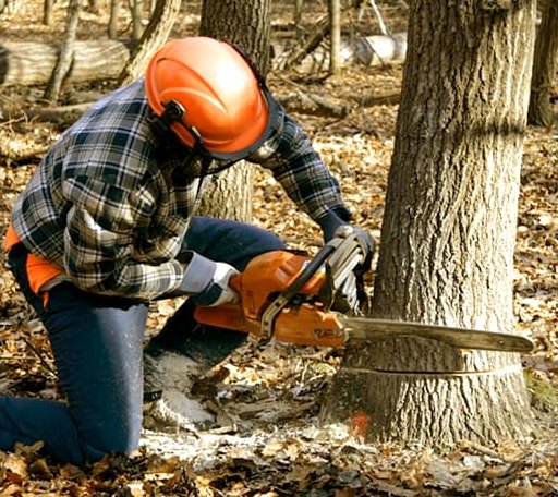 Tree Removal in Toxey, AL
